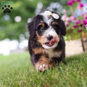Hey There Delilah, Mini Bernedoodle Puppy